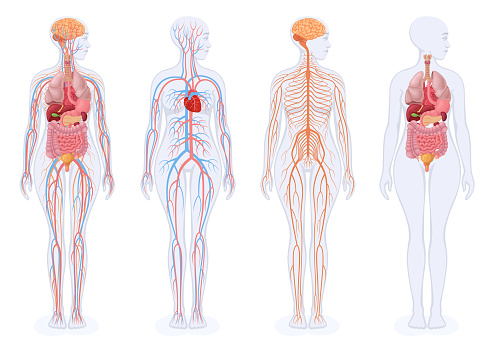 Human internal organs, circulatory system and nervous system. Female Body.