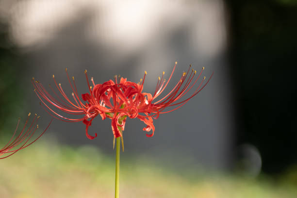 cluster amaryllis cluster amaryllis red spider lily stock pictures, royalty-free photos & images