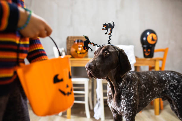 istock Trick or treat hooman! 1430638522