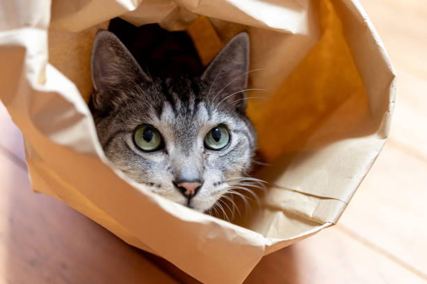istock cat in a paper bag 1430639422