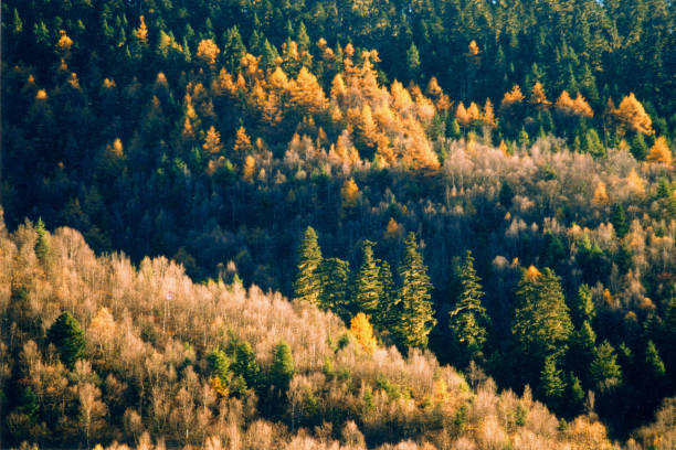 istock Sunrise in the forest in late autum 1430639541