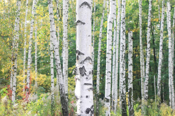 istock birch trees with white birch bark in birch grove with birch leaves in autumn 1430645307