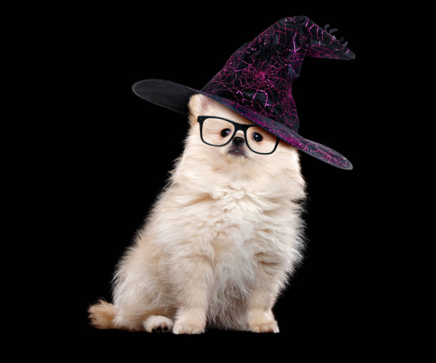 istock Cream spitz puppy wearing halloween outfit 1430645329