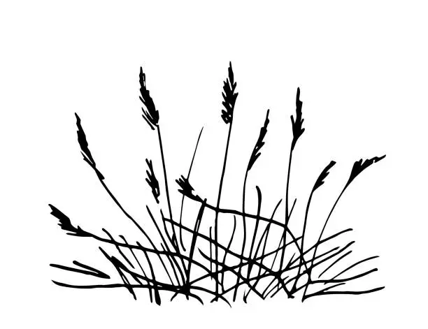 Vector illustration of Simple vector ink sketch. Bush of dry grass, reeds. Wild plants of rivers and lakes. Nature and landscape. Duck hunting, fishing.