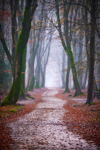 Misty autumn forest. A bike path winding through the forest. There are golden leaves on the ground and there are still some leaves on the trees. There is moss on the trees