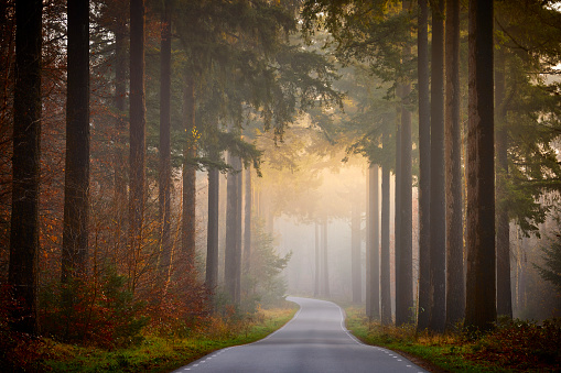 Road through the pine forest, the sunlight shines through the tall trees.