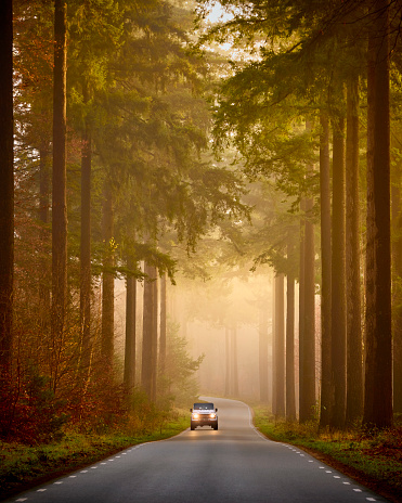 Road through the pine forest with a car, the sunlight shines through the tall trees.
