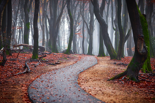 Misty autumn forest. A bike path winding through the forest. There are golden leaves and broken branches on the ground and there are still some leaves on the trees. There is moss on the trees
