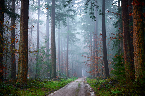 misty autumn pine forest. There is a bike path through the forest.