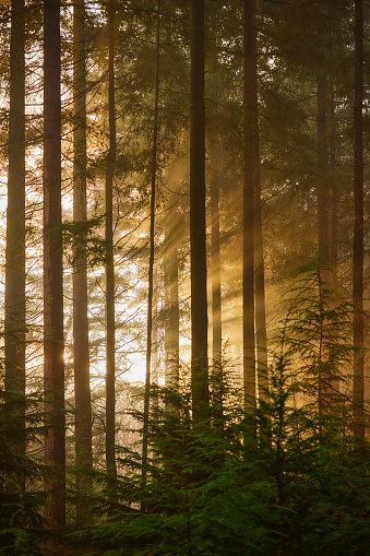 Pine forest at sunrise, the sun's rays shine through the trees during a foggy morning.