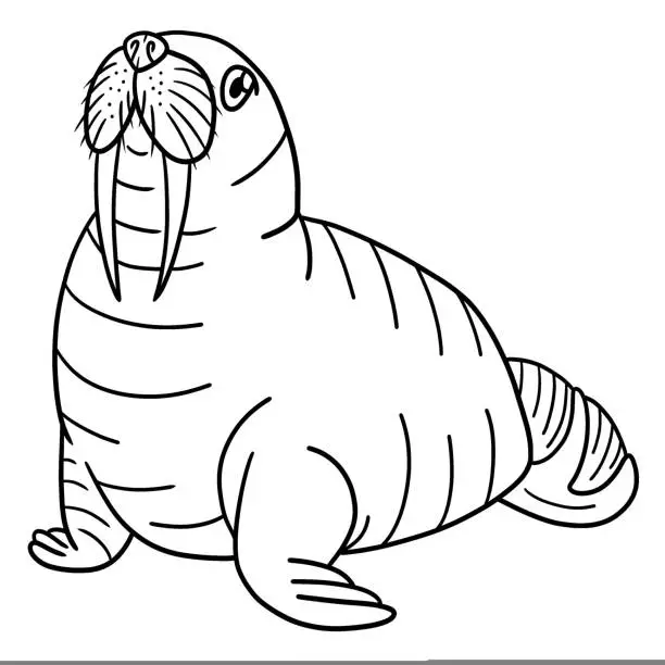 Vector illustration of Walrus Isolated Coloring Page for Kids