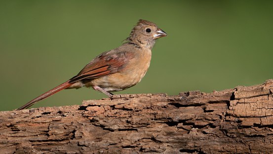 A juvenile northern cardinal perched.