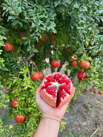 Hand holding a ripe pomegranate outdoor in the garden