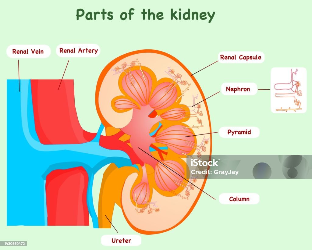 Kidney Anatomy Detail Parts And Nephron Section Diagram Functional Units  Called Nephrons Filter Initial Urine The Blood Reabsorb Nutrients Pistachio  Green Back Vector Stock Illustration - Download Image Now - Istock