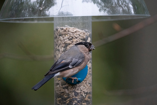 Wren eating mealworms in an artificial feeder in a garden