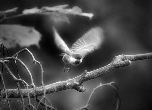 Coal Tit taking off from a twig