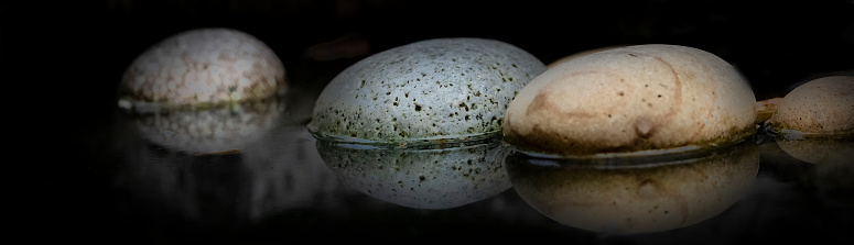 Close up of a Western Pine Mushroom emerging from dark brown soil with the mushroom's cap dirty and damaged. Photographed at eye level with a shallow depth of field.