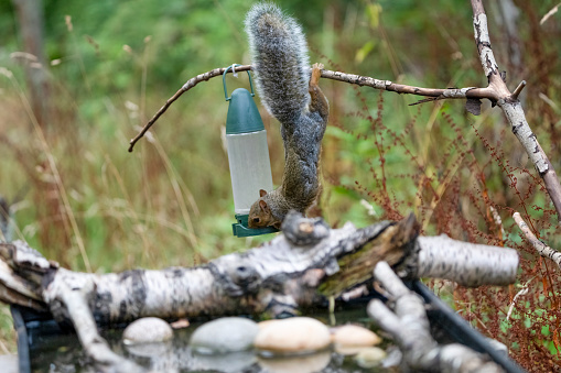 Grey squirrel stealing from a bird feeder