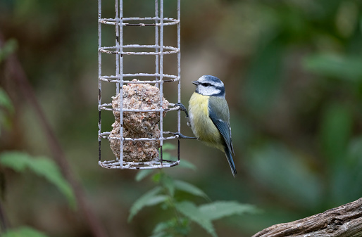 Blue Tit on a bird feeder.