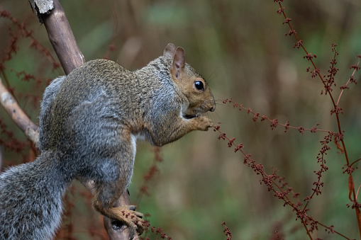 Grey squirrel on  a branch