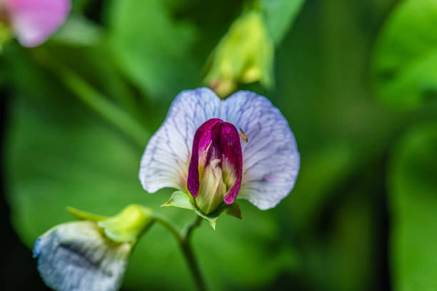 istock White and red flower of pea plant. 1430653408