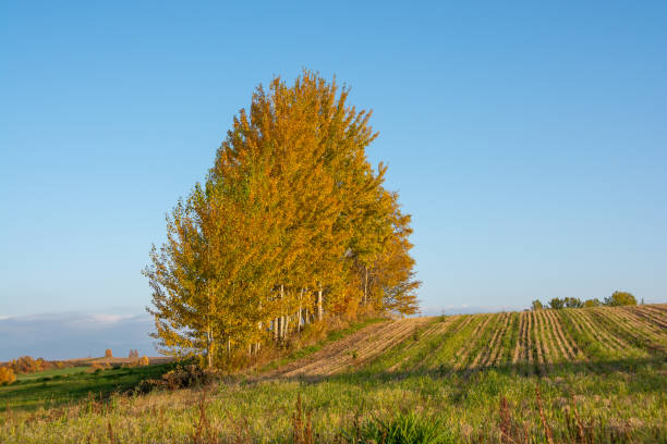 istock Rows of yellow leaves and autumn fields 1430653842