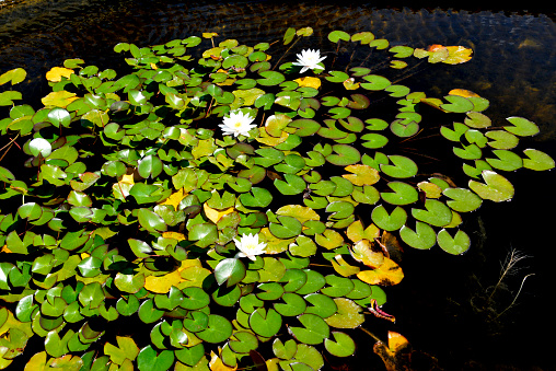 pond flowers water lily