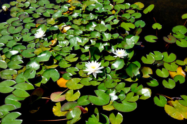 istock pond flowers water lily 1430656630