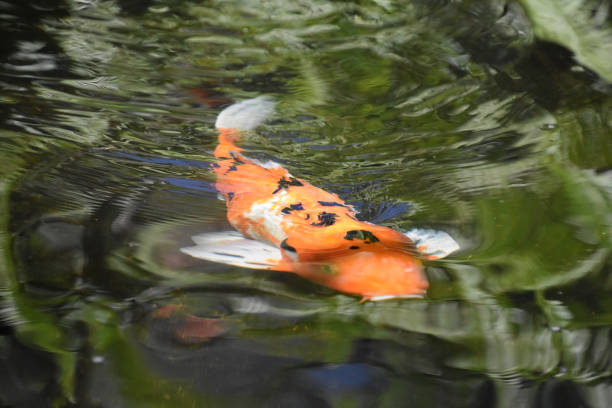 istock Koi Fish Swimming Along Under Water in Aruba 1430656886