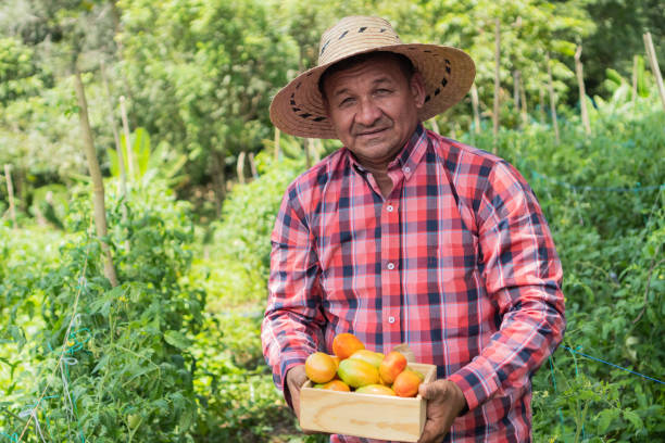 istock Latin Male worker picking tomato at plantation 1430657303