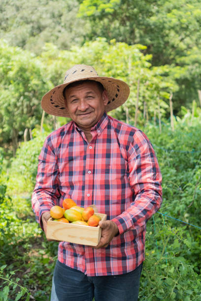 istock Hispanic Farmer walking through organic tomato field 1430657306