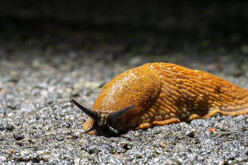 Snail portrait on a rainy day.