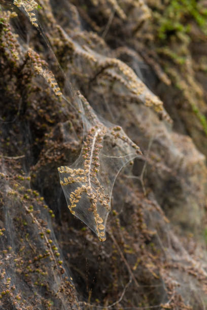 foto macro de la red larvaria de la polilla del armiño en un arbusto. - insect moth nature ermine moth fotografías e imágenes de stock