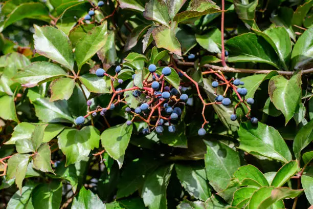 Photo of Background with many large red and green leaves and blue berries of  Parthenocissus quinquefolia plant, known as Virginia creeper, five leaved ivy or five-finger, in a garden in a sunny autumn day