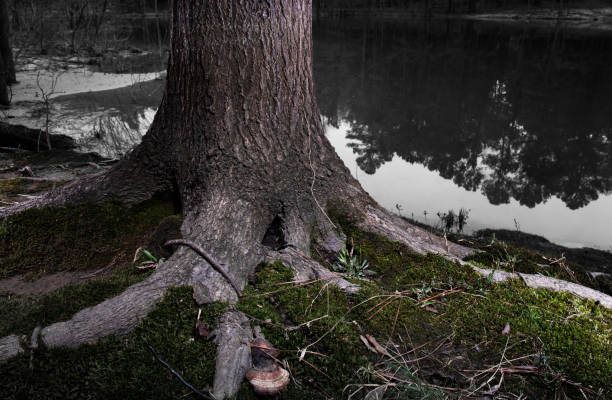 istock Reflecting water with large tree in the foreground 1430659319