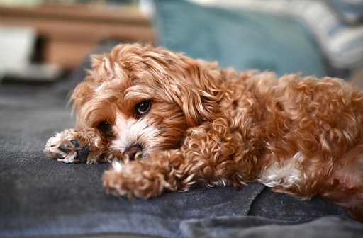 Cute little brown Maltipoo puppy lying on the grey blanket on the sofa with opened eyes.