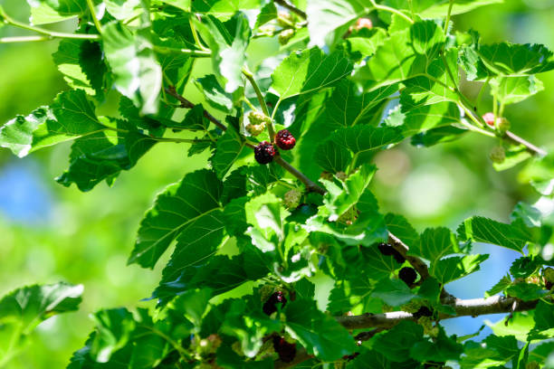 istock Small wild pink and white mulberries with tree branches and green leaves, also known as Morus tree, in a summer garden in a cloudy day, natural background with organic healthy food 1430660643
