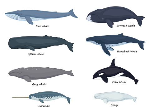Set whales with inscriptions. Vector illustration beluga gray bowhead blue narwhal humpback sperm killer whale isolated on white. Flat design, side view