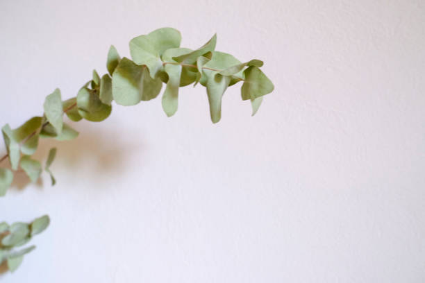 istock Branch of eucalyptus close-up on the white background. Copy space. Postcard 1430664187