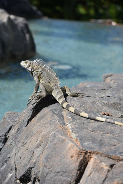 istock Sunning Common Iguana on a Rock in the Sun 1430664535
