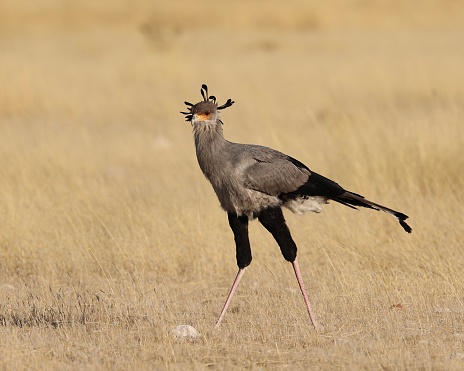 Secretary Bird walking and hunting on a plain in Etosha National Park.