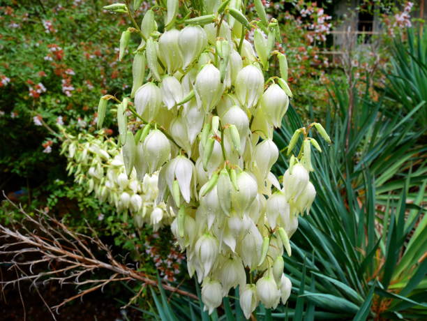 istock Flora and plants of Abkhazia. 1430669049