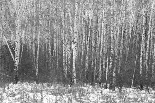 istock Young birches with black and white birch bark in winter 1430669056