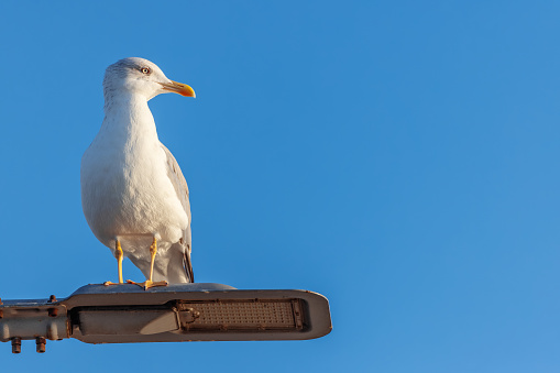 A seagull sitting atop a light under a blue sky.