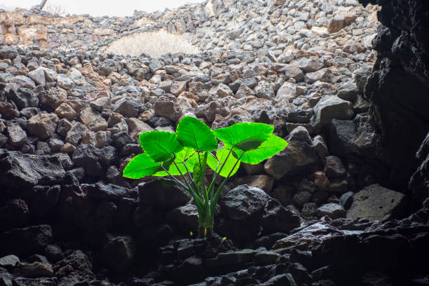 Interior of the Cueva de los Verdes in Lanzarote