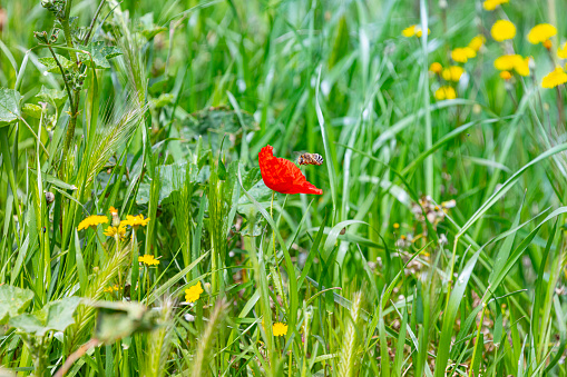 Poppy on the graminea field.