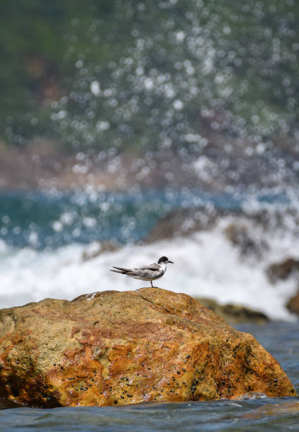 isolato pesce persico di sterna baffuta su una roccia e le onde dell'oceano si infrangono e spruzzano dietro la roccia. - flowing nature spray rock foto e immagini stock