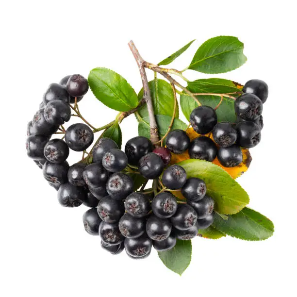 Bunch of black chokeberry berries with leaves ( Aronia melanocarpa ) on white background.