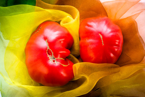 tomate de reliquia rosa también llamado tomate de herencia en tela. tomates naturales, de cosecha propia, imperfectos. grandes frutos de tomate rojo. - tomato beefsteak tomato heirloom tomato pink fotografías e imágenes de stock