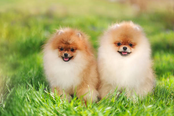 istock Two puppies at the fresh green lawn 1430676535